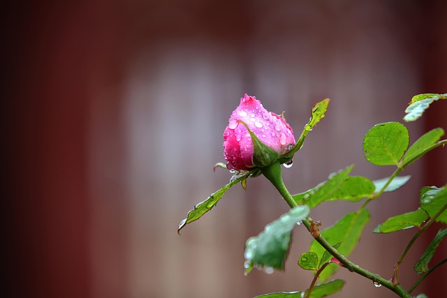 verse rode tulpenboeket met stevige stelen